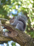 FZ004185 Grey squirrel eating nut.jpg